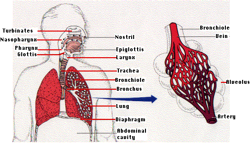 Pneumonia - Intensive Care Hotline